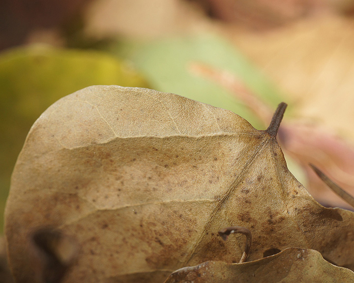 leaf-closeup.jpg